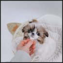 장군켄넬 이미지