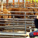 춘천시농업기술센터 이미지