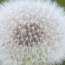 민들레다방 - 남동구 구월말로 32 | 민들레다방