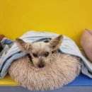 돈워리독 이미지