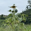 난들 스테이 이미지