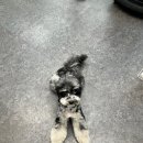 언니네 펫 이미지