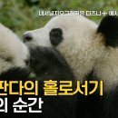 야생의 새끼 자이언트 판다가 어미로부터 독립하는 이별의 순간 (눈물한방울)🐼 이미지