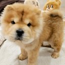 멍스타 김포강아지 분양 이미지