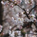 불광천변(신응교) 이미지