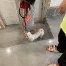 멍멍으르렁컹컹 부대찌개 | [인천연수구/멍멍으르렁컹컹]강아지와 함께 애견카페를 가다!