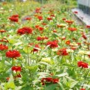 방초농장 이미지