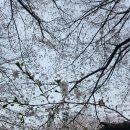 성라공원(8지역, 피크닉장) | 고양시 벚꽃 명소 성라공원 아이와 함께 다녀왔어요