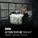 피엘피엘(PLPL) 공기 정화 반려 식물 이오난사