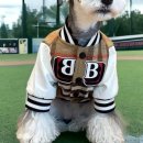 강아지 지니 이미지