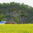 낙동강 유채단지 이미지