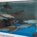 학동해송횟집 이미지