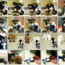 제이 애견 호텔 이미지