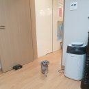 댕굴 댕굴 이미지