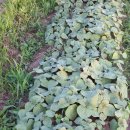 영찬농장 이미지