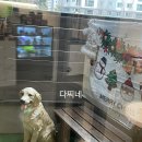 달달하개 이미지