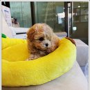 퍼피로그 강아지분양 진주점 | 창원강아지, 퍼피로그 창원점에서 만난 내 새 가족 이야기:)