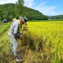 괴산군 19일 첫 벼베기 행사, 조생종 한설벼 수확 이미지