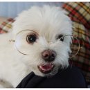 아지
