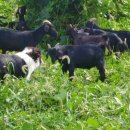 청정염소농장 이미지