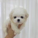 꽃강아지 이미지