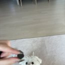 메디F | 강아지체지방영양제, 관절영양제 [메디퍼피 액티브F]