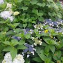 페리하우스 이미지