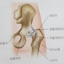 관골 이미지