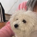 비숑민박