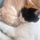 나도나도 이미지