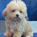 강아지분양 고양이분양 도그마루 무료 검단점 이미지