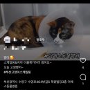 더에스동물병원 네이버블로그
