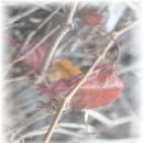 제이플러스 이미지