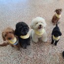 서동로 | 오산 품독 훈련소 상담후기🐶 강아지 다섯마리 동시산책 고민