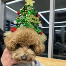 하이, 멍 이미지