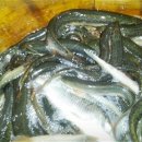 신활농장 이미지