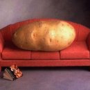 카우치포테이토(Couch Potato)