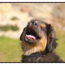 무지개다리 이미지