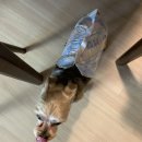 (주)나트리스 네이버블로그