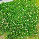 봄바스 민박 이미지