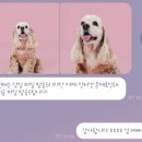 치카치코 이미지
