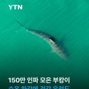 150만 인파 모은 부캉이, 수온 하강에 건강 우려 이미지
