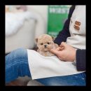 유앤미펫 강아지분양 고양이분양 용인점 이미지