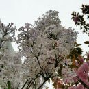 연산홍 이미지