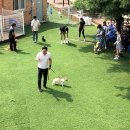 펫미리애견샵 이미지