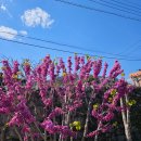 고려촌문화체험길 이미지