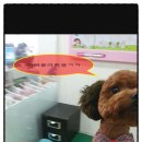 독한고양이애견전문샵 이미지