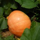 강남-188 이미지