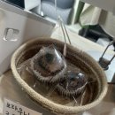 카페미니벨 | 월곡역카페 벨 이용후기