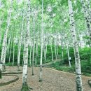 자작나무 조형물 이미지